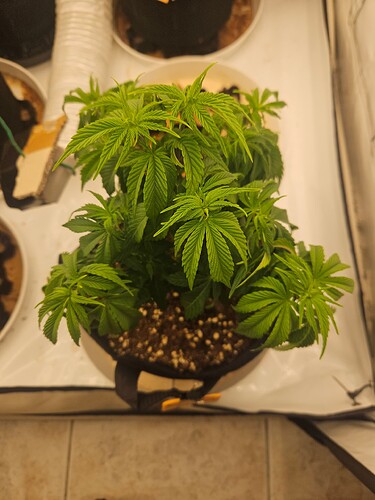 Growreport Bild 15