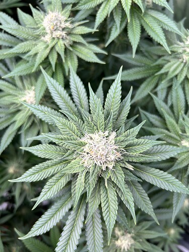Nahaufnahme eines Cannabis-Buds in der Blütephase mit sichtbaren Trichomen und Stigmen.