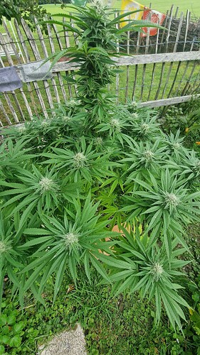 Growreport Bild 5