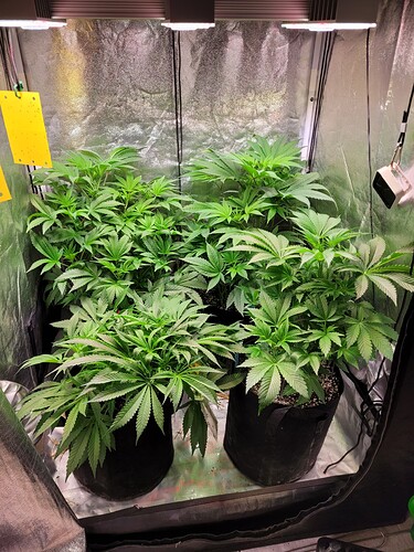 Growreport Bild 1