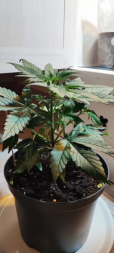 Growreport Bild 2