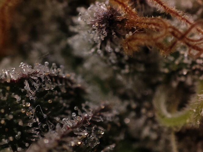 Growreport Bild 46