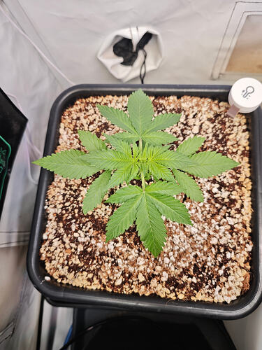 Growreport Bild 35