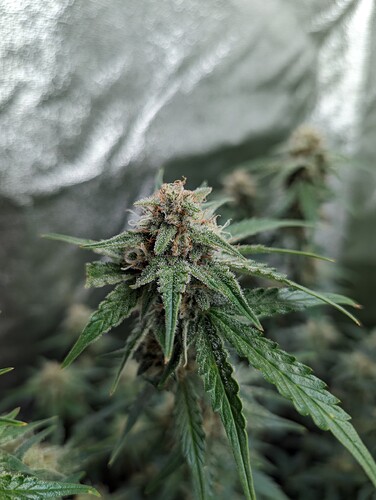 Growreport Bild 5