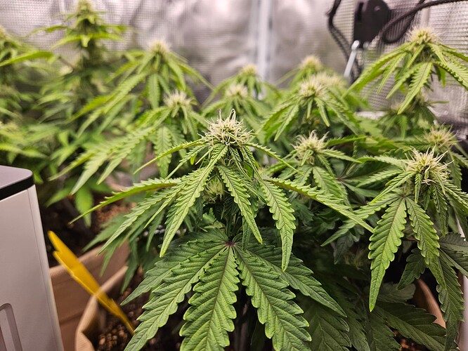 Growreport Bild 72