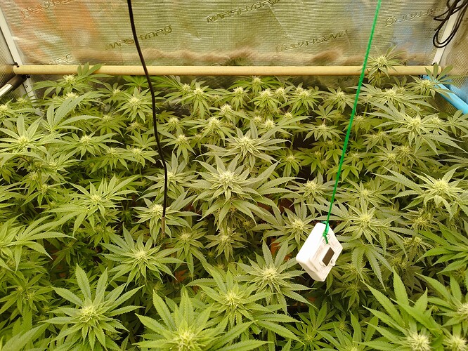 Growreport Bild 2
