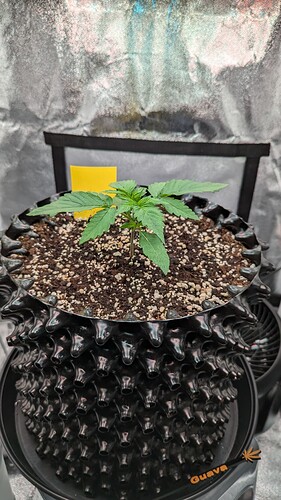 PXL_20240710_152901339.MP