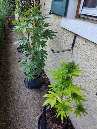 Growreport Bild 8