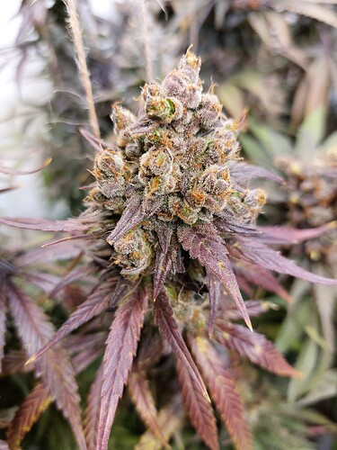 Growreport Bild 19