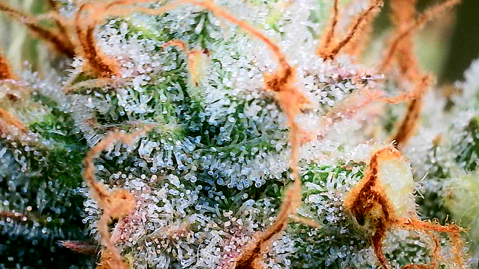 Growreport Bild 8