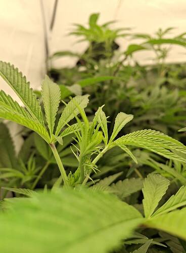 Growreport Bild 17