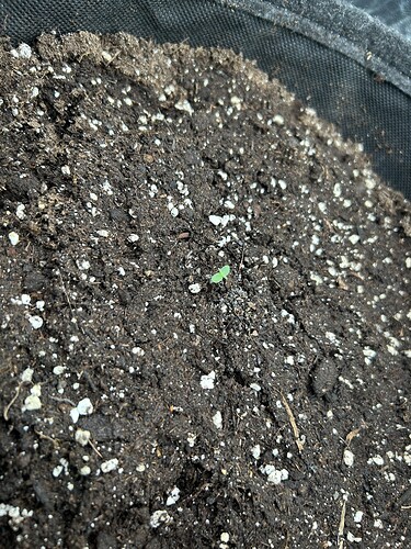 Growreport Bild 2