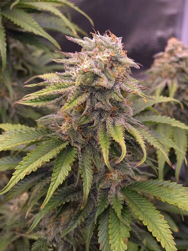 Growreport Bild 2