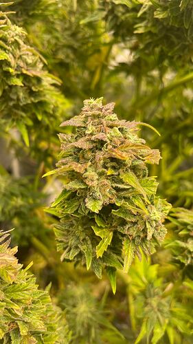 Growreport Bild 8