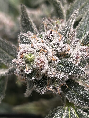 Growreport Bild 6