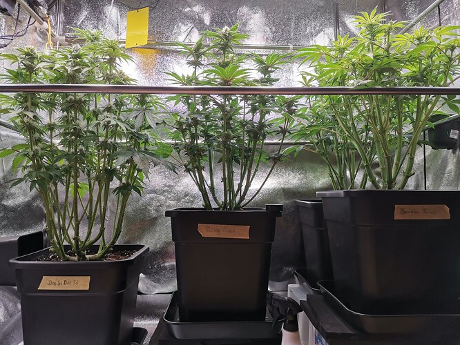 Mix grow BT32 (3)