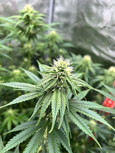 Nahaufnahme einer Cannabis-Pflanze in der frühen Blütephase mit weißen Stigmen.