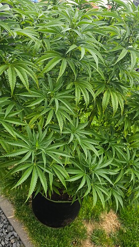 Growreport Bild 3
