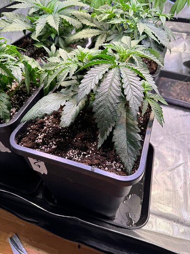 Growreport Bild 11