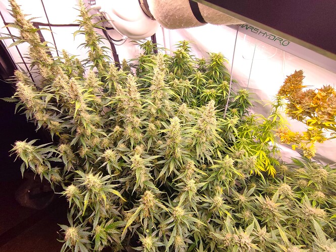 Growreport Bild 41