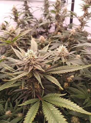 Growreport Bild 24