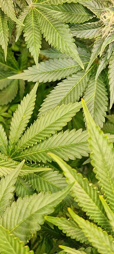 Growreport Bild 20
