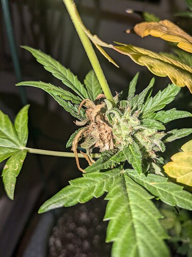 PXL_20240906_183627568