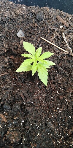 17448746228174114032112203156352