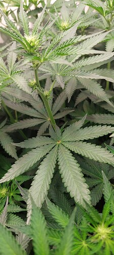 Growreport Bild 5