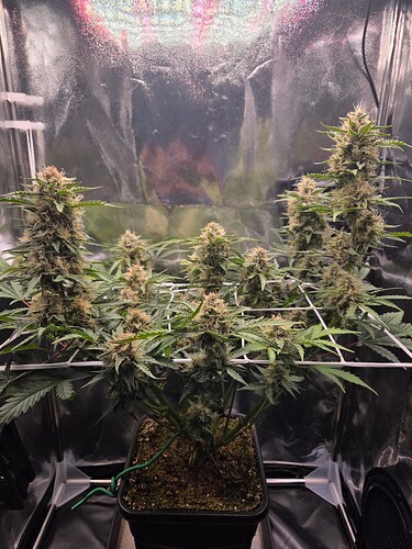 Growreport Bild 4