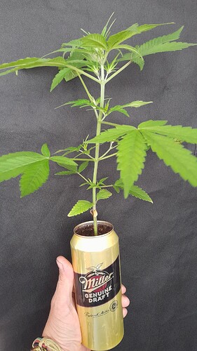 Growreport Bild 4