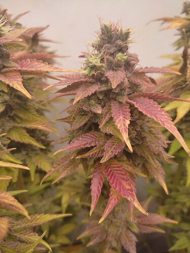 Growreport Bild 40