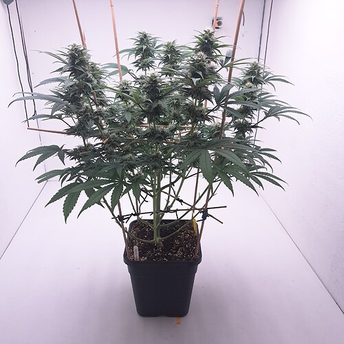 Growreport Bild 9