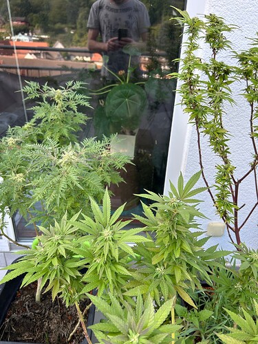Growreport Bild 32