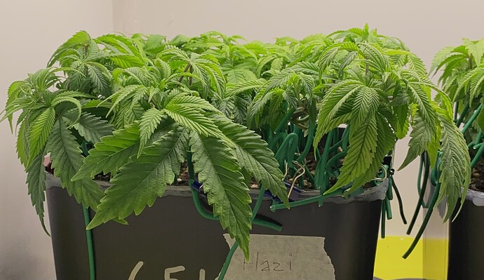 Growreport Bild 13
