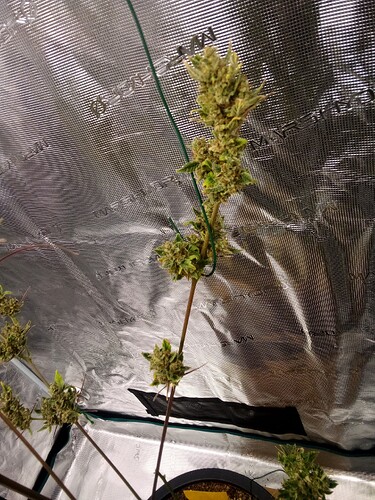 Growreport Bild 24
