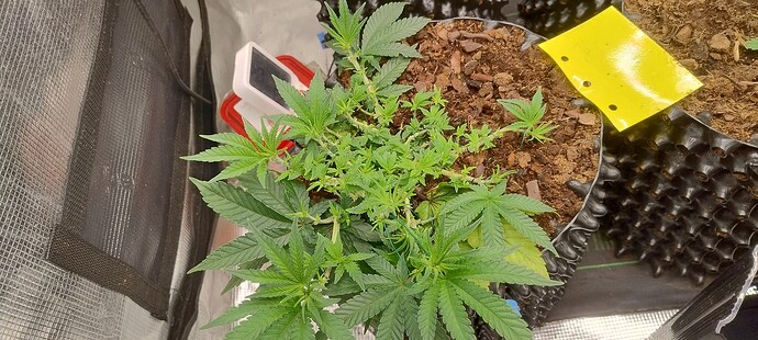 IMG_20251006_103828746_HDR