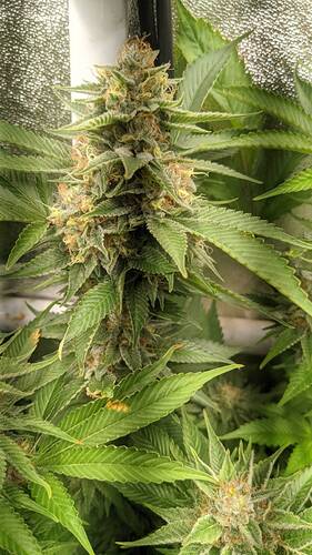 Growreport Bild 2