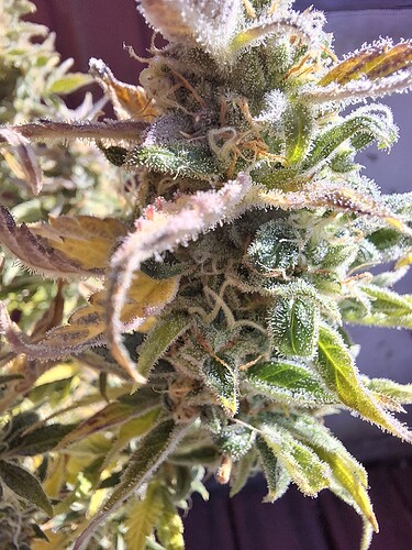 Growreport Bild 4