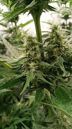 Growreport Bild 25