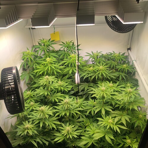 Growreport Bild 23
