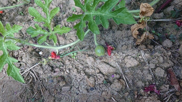Growreport Bild 21
