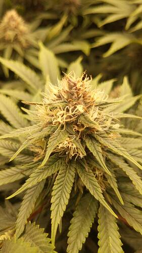 Growreport Bild 8