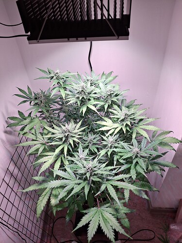 Growreport Bild 26