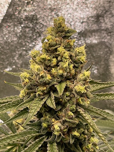 Growreport Bild 18