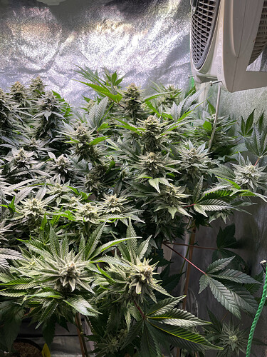 Growreport Bild 4