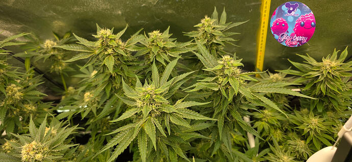Growreport Bild 3