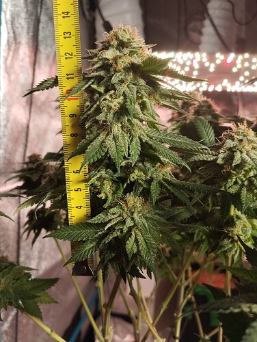 IMG_20250303_162951 - Kopie