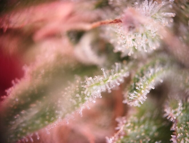 Growreport Bild 19