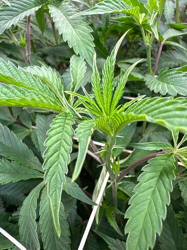 Growreport Bild 50